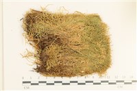 大濕原蘚藏品圖，第1張