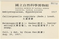 大濕原蘚藏品圖，第2張