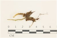 大濕原蘚藏品圖，第1張