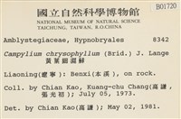 黃葉細濕蘚藏品圖，第2張