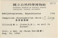 黃葉細濕蘚藏品圖，第2張