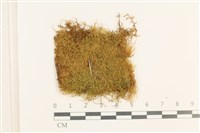 黃葉細濕蘚藏品圖，第1張