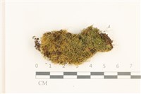 登錄號:B00001725藏品圖，第1張