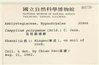 長肋細濕蘚藏品圖，第2張