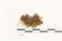 長肋細濕蘚藏品圖，第1張