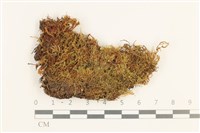 長肋細濕蘚藏品圖，第1張