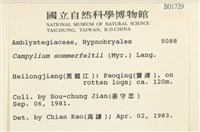 稀齒細濕蘚藏品圖，第2張