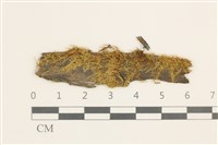 稀齒細濕蘚藏品圖，第1張