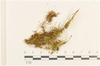 偏葉蘚藏品圖，第1張