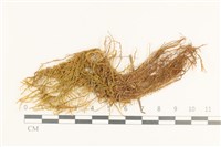 登錄號:B00001739藏品圖，第1張