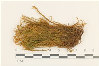 登錄號:B00001741藏品圖，第1張