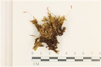 登錄號:B00001778藏品圖，第1張