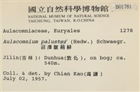 沼澤皺蒴蘚藏品圖，第2張