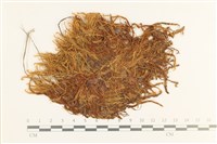 沼澤皺蒴蘚藏品圖，第1張