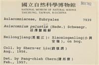 沼澤皺蒴蘚藏品圖，第2張