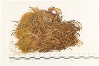 沼澤皺蒴蘚藏品圖，第1張