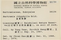 直葉珠蘚藏品圖，第2張