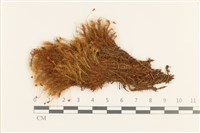 登錄號:B00001785藏品圖，第1張