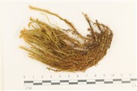 大熱澤蘚藏品圖，第1張