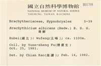 白青蘚藏品圖，第2張