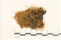 白青蘚藏品圖，第1張