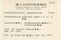 白青蘚藏品圖，第2張