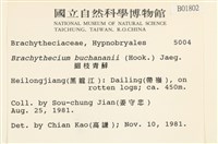 細枝青蘚藏品圖，第2張