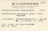 細枝青蘚藏品圖，第2張
