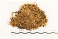 登錄號:B00001804藏品圖，第1張