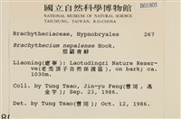 那霸青蘚藏品圖，第2張