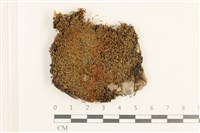 那霸青蘚藏品圖，第1張