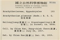 羽枝青蘚藏品圖，第2張