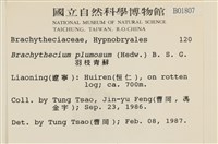 羽枝青蘚藏品圖，第2張