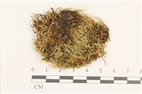 羽枝青蘚藏品圖，第1張