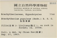 長肋青蘚藏品圖，第2張