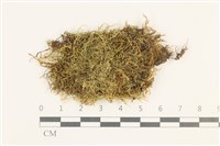 長肋青蘚藏品圖，第1張