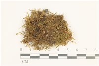 仰葉青蘚藏品圖，第1張