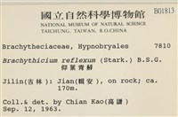 仰葉青蘚藏品圖，第2張