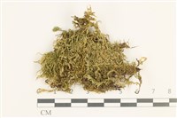 仰葉青蘚藏品圖，第1張