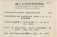 卵葉青蘚藏品圖，第2張