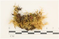 卵葉青蘚藏品圖，第1張