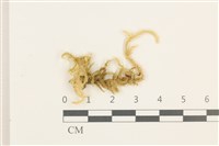 褶葉青蘚藏品圖，第1張