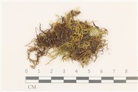 鉤葉青蘚藏品圖，第1張