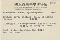 燕尾蘚藏品圖，第2張