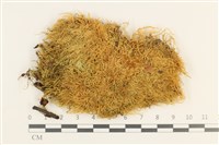 燕尾蘚藏品圖，第1張