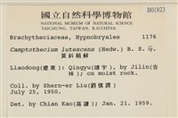 斜蒴蘚, 黃斜蒴蘚藏品圖，第2張