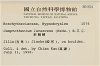 斜蒴蘚, 黃斜蒴蘚藏品圖，第2張