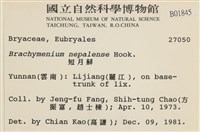 那霸短月蘚藏品圖，第2張