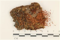 極地真蘚藏品圖，第1張