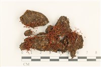 真蘚藏品圖，第1張